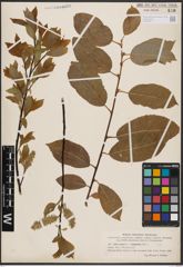 Foto von Salix caprea L. x Salix daphnoides Vill.